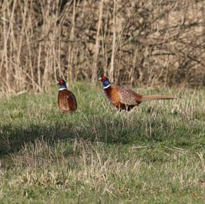 Common Pheasant