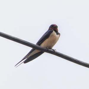 Barn Swallow