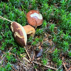 Bay Bolete