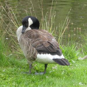 Canada Goose