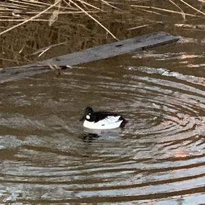 Common Goldeneye