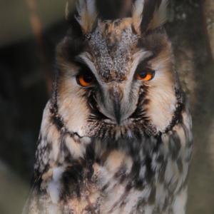 Long-eared Owl