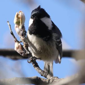 Coal Tit