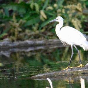 Little Egret