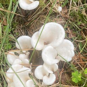 Funnel Clitocybe