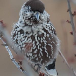 Spotted Nutcracker