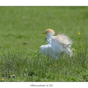 Cattle Egret