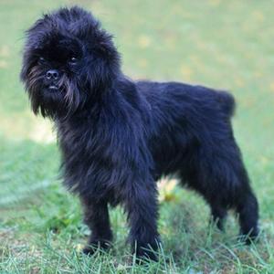 Affenpinscher