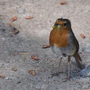 European Robin