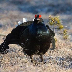 Black Grouse