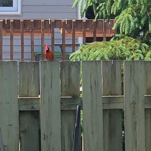 Northern Cardinal