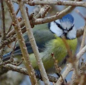 Blue Tit