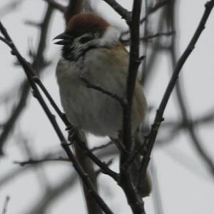 Eurasian Tree Sparrow