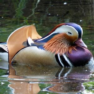 Mandarin Duck