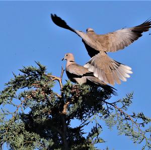 Eurasian Collared-dove