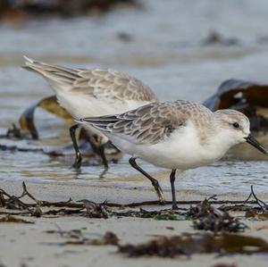 Sanderling