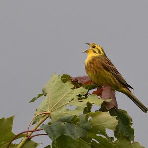 Yellowhammer