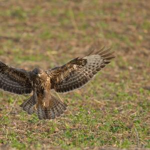 Mäusebussard