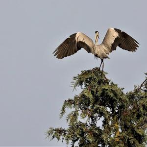 Grey Heron