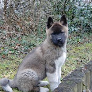 American Akita