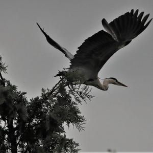 Squacco Heron