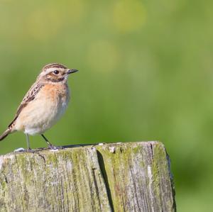 Whinchat