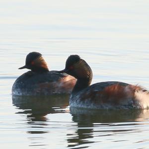 Black-necked Grebe