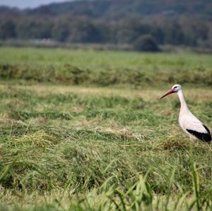 White Stork