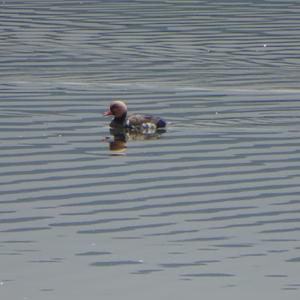 Red-crested Pochard