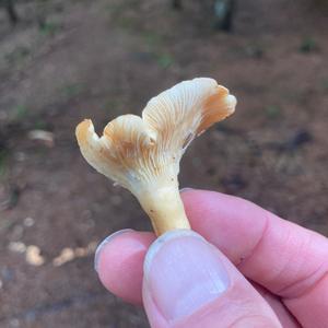 Chanterelle, Common