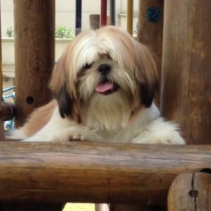 Shih Tzu