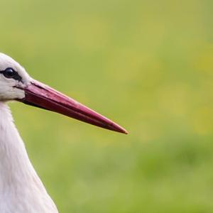 White Stork