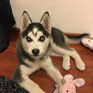 Siberian Husky