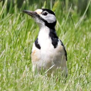 Great Spotted Woodpecker