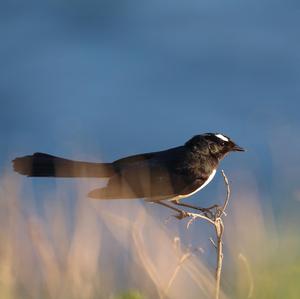 Willie-wagtail