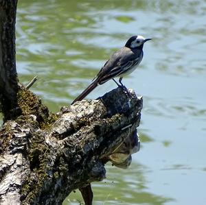 White Wagtail