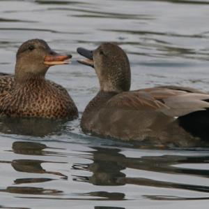 Gadwall