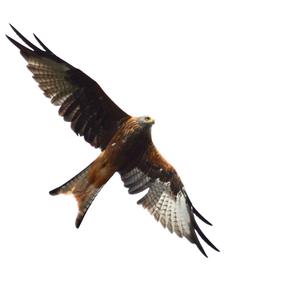 Red Kite