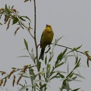 Yellowhammer