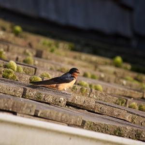 Barn Swallow