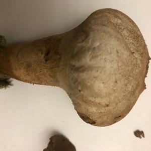 Pestle-shaped Puffball