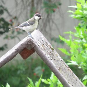 Great Tit