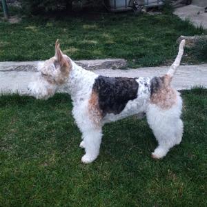 Foxterrier (Drahthaar)