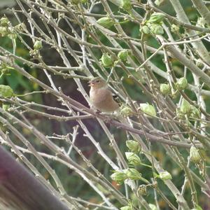 Eurasian Chaffinch