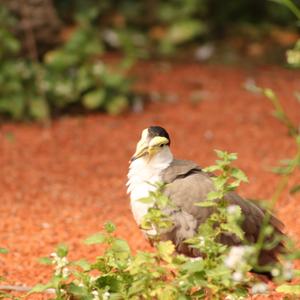 Masked Lapwing