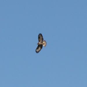 Common Buzzard