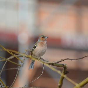 Eurasian Chaffinch