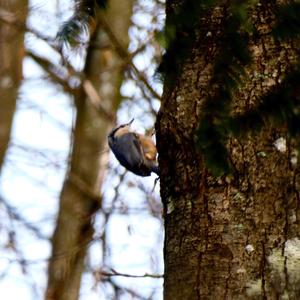 Wood Nuthatch