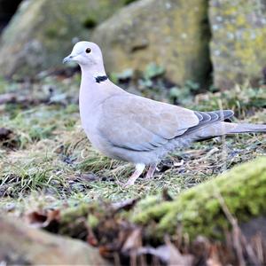 Eurasian Collared-dove