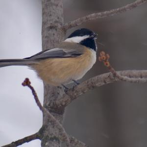 Black-capped Chickadee